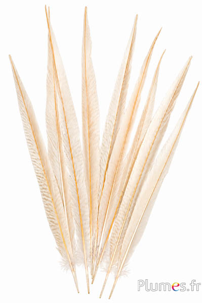 Goldfasan - gebleicht - 27-33 cm - creme